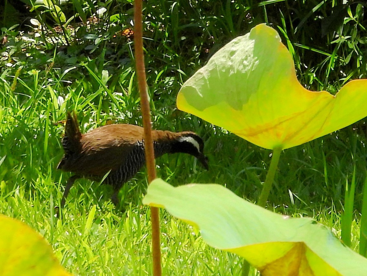 Barred Rail - ML642695059
