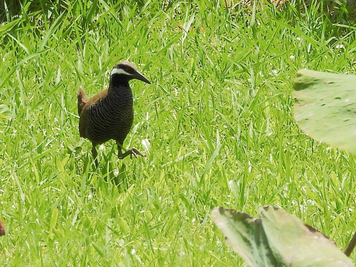Barred Rail - ML642695060