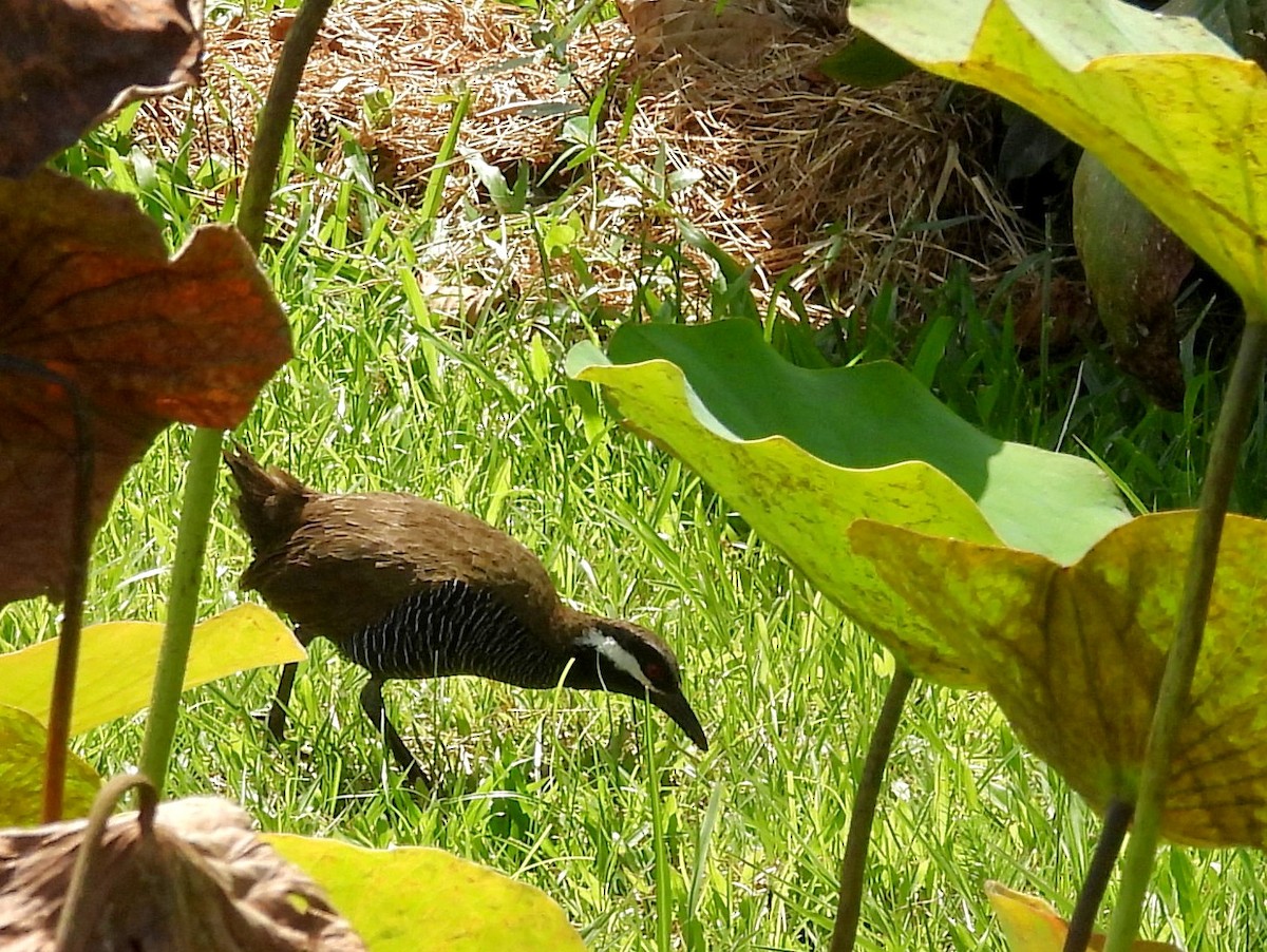 Barred Rail - ML642695061