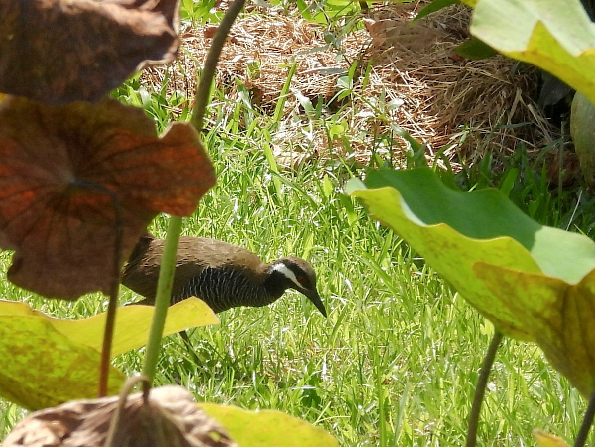 Barred Rail - ML642695062