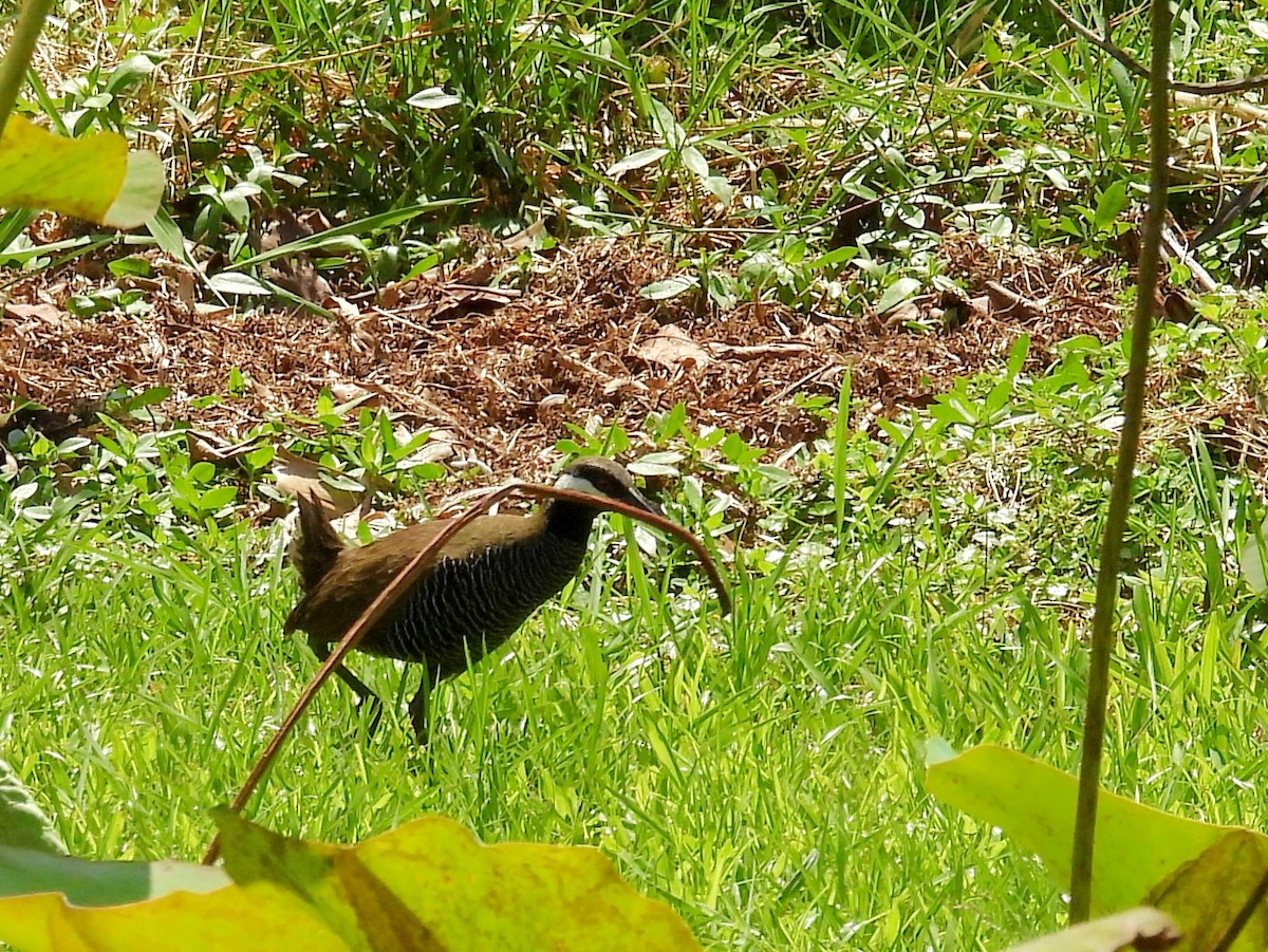 Barred Rail - ML642695063