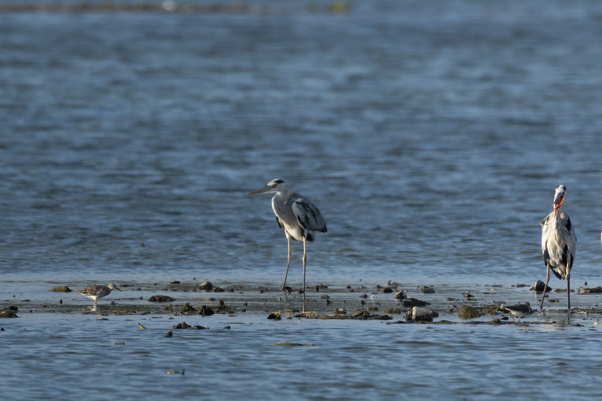 Ruff - ML642695065