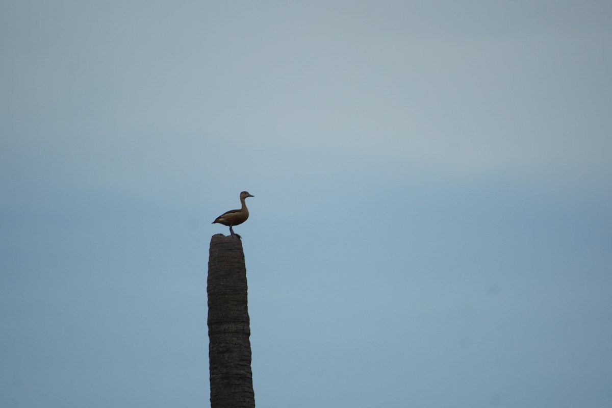 Lesser Whistling-Duck - ML642695097