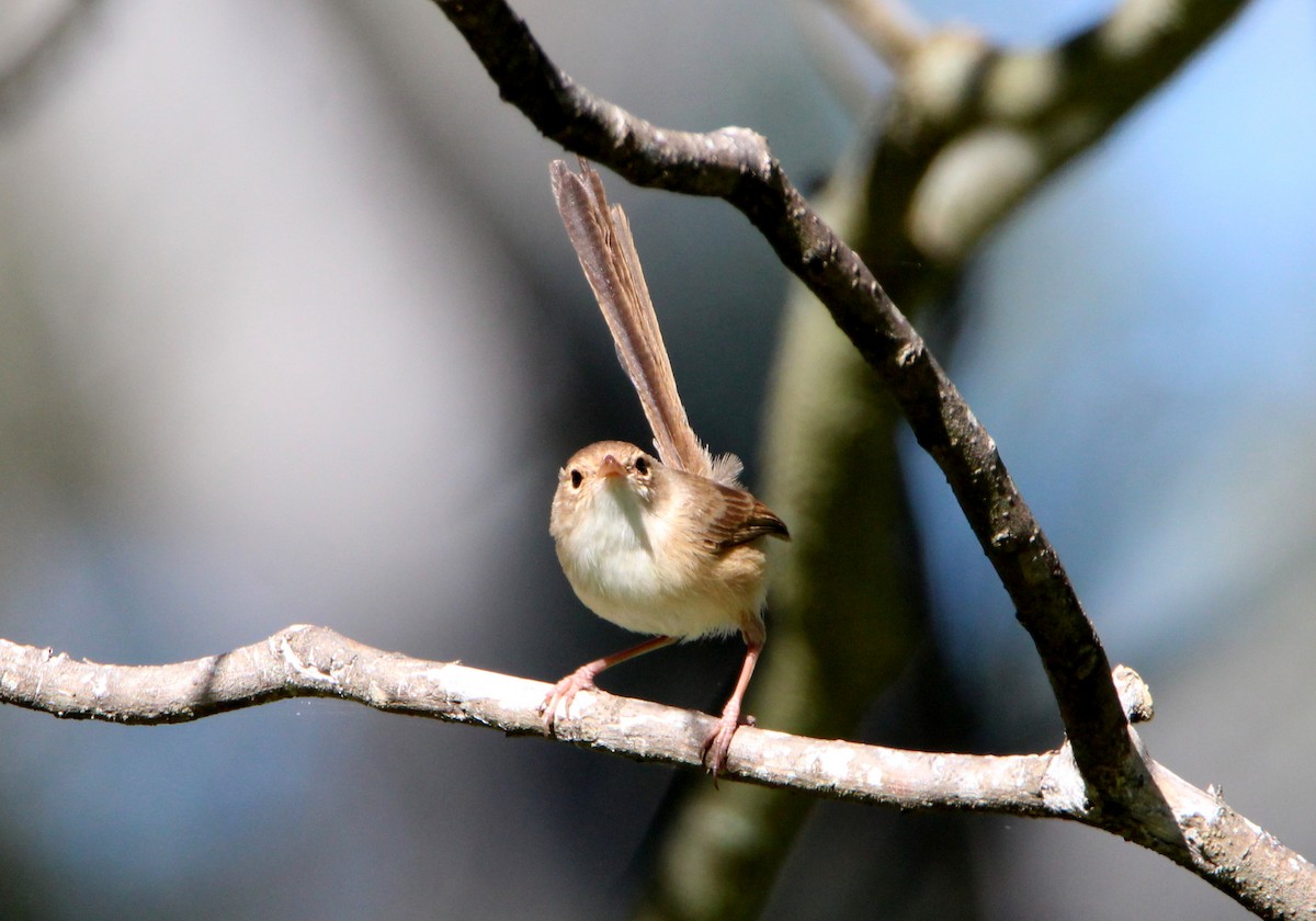 Red-backed Fairywren - ML64269511