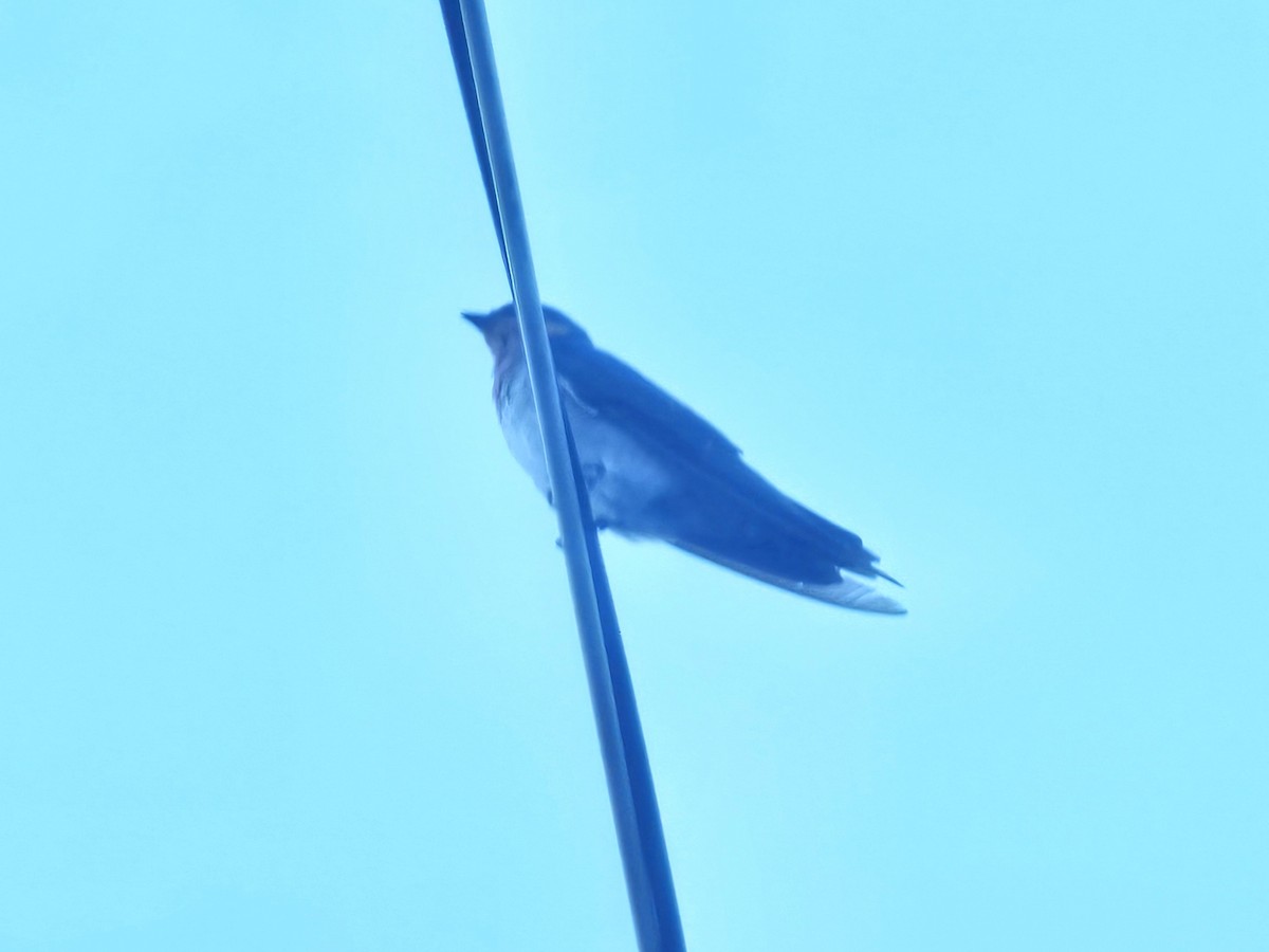 Pacific Swallow - ML642695157