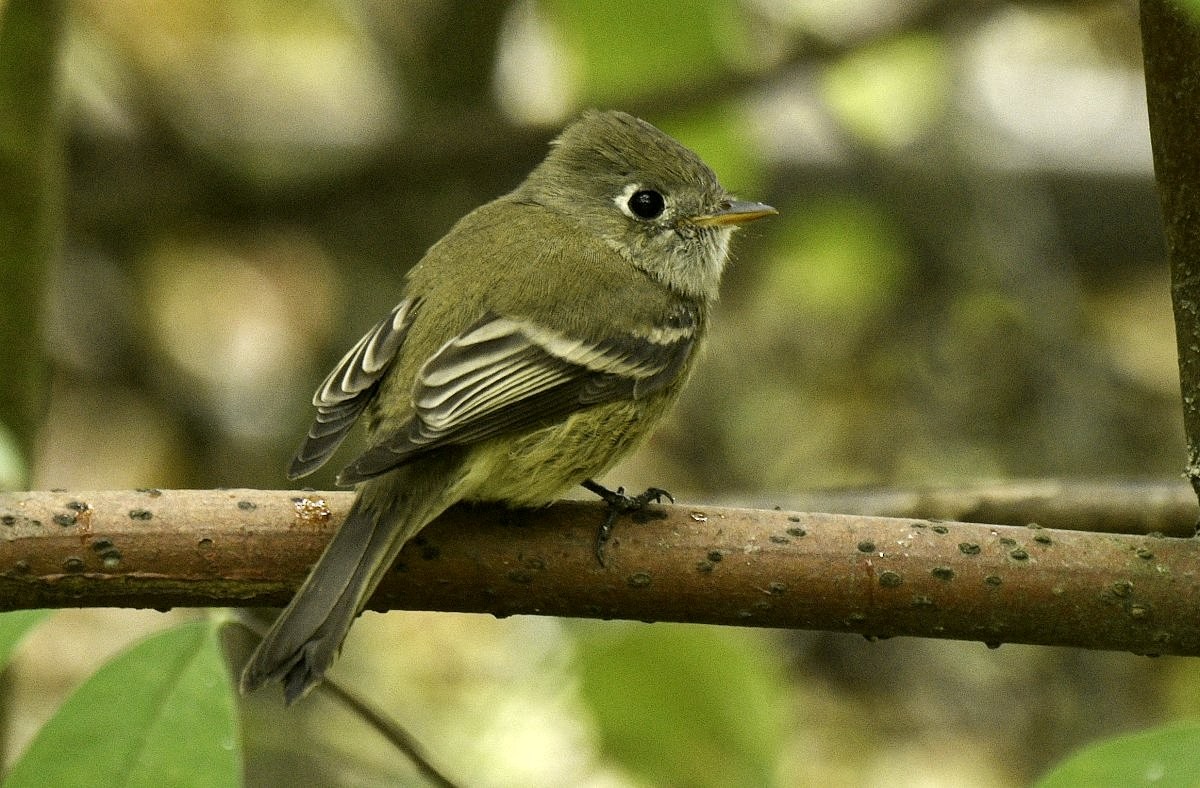 Hammond's Flycatcher - ML642695159