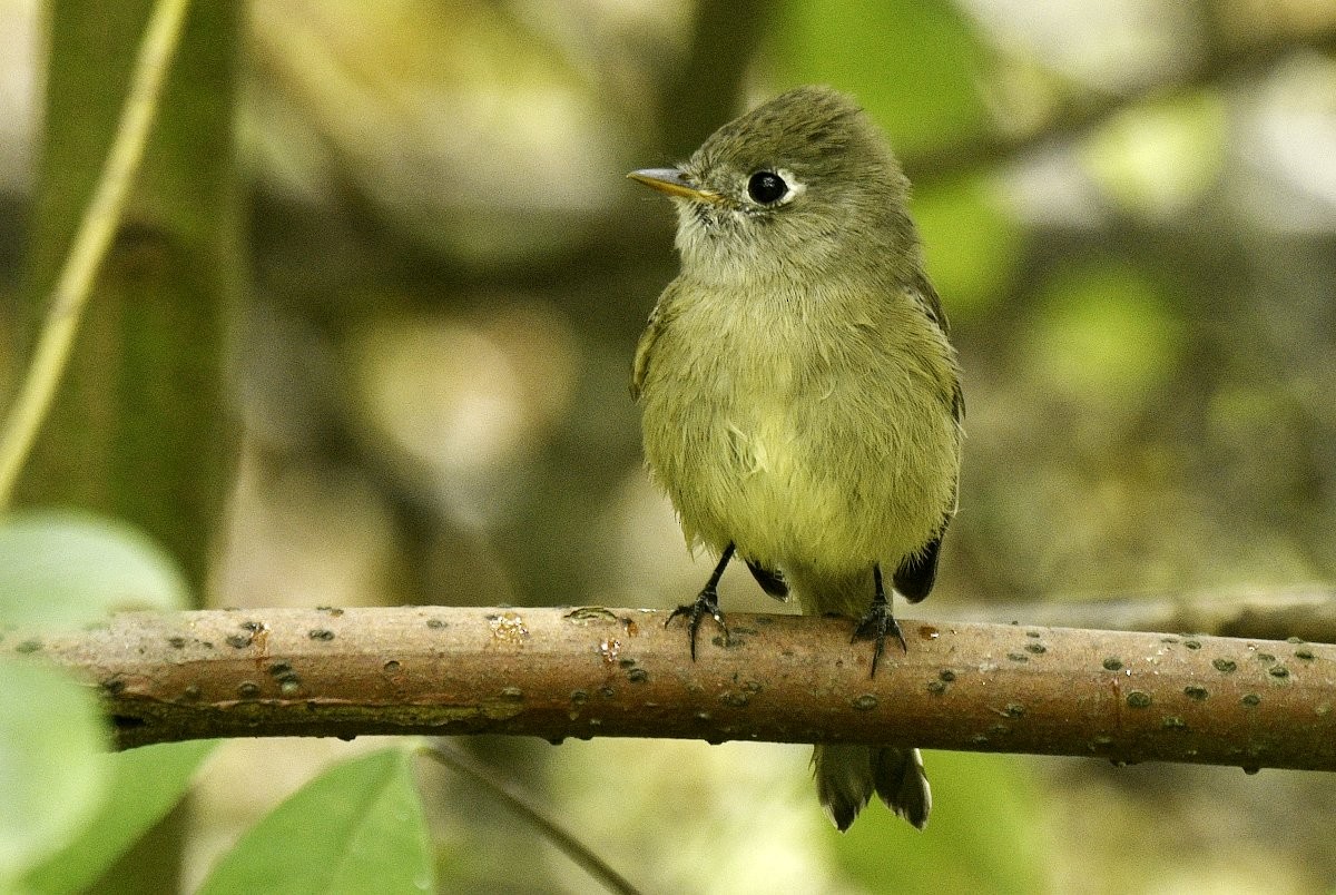 Hammond's Flycatcher - ML642695160