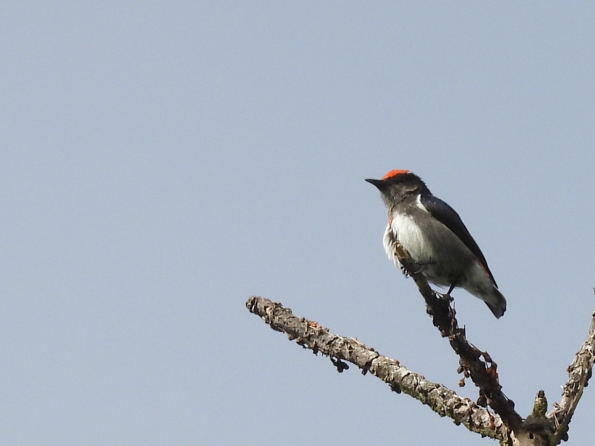 Crimson-crowned Flowerpecker - ML642695173