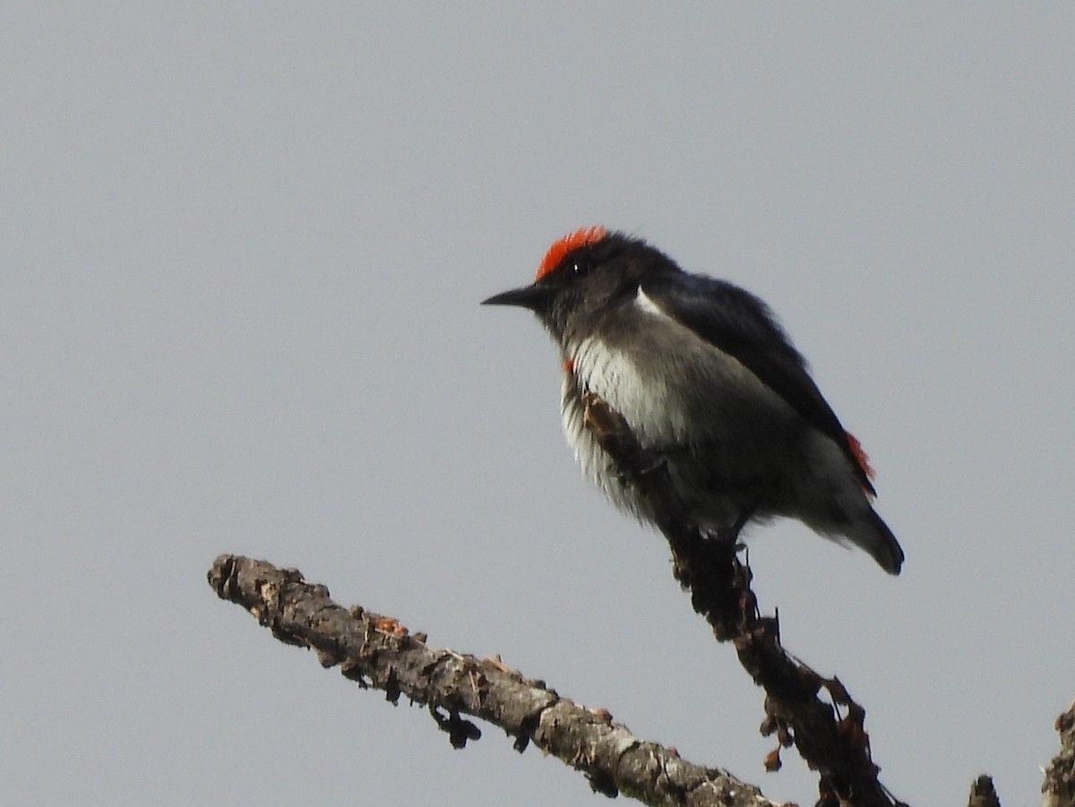 Crimson-crowned Flowerpecker - ML642695174