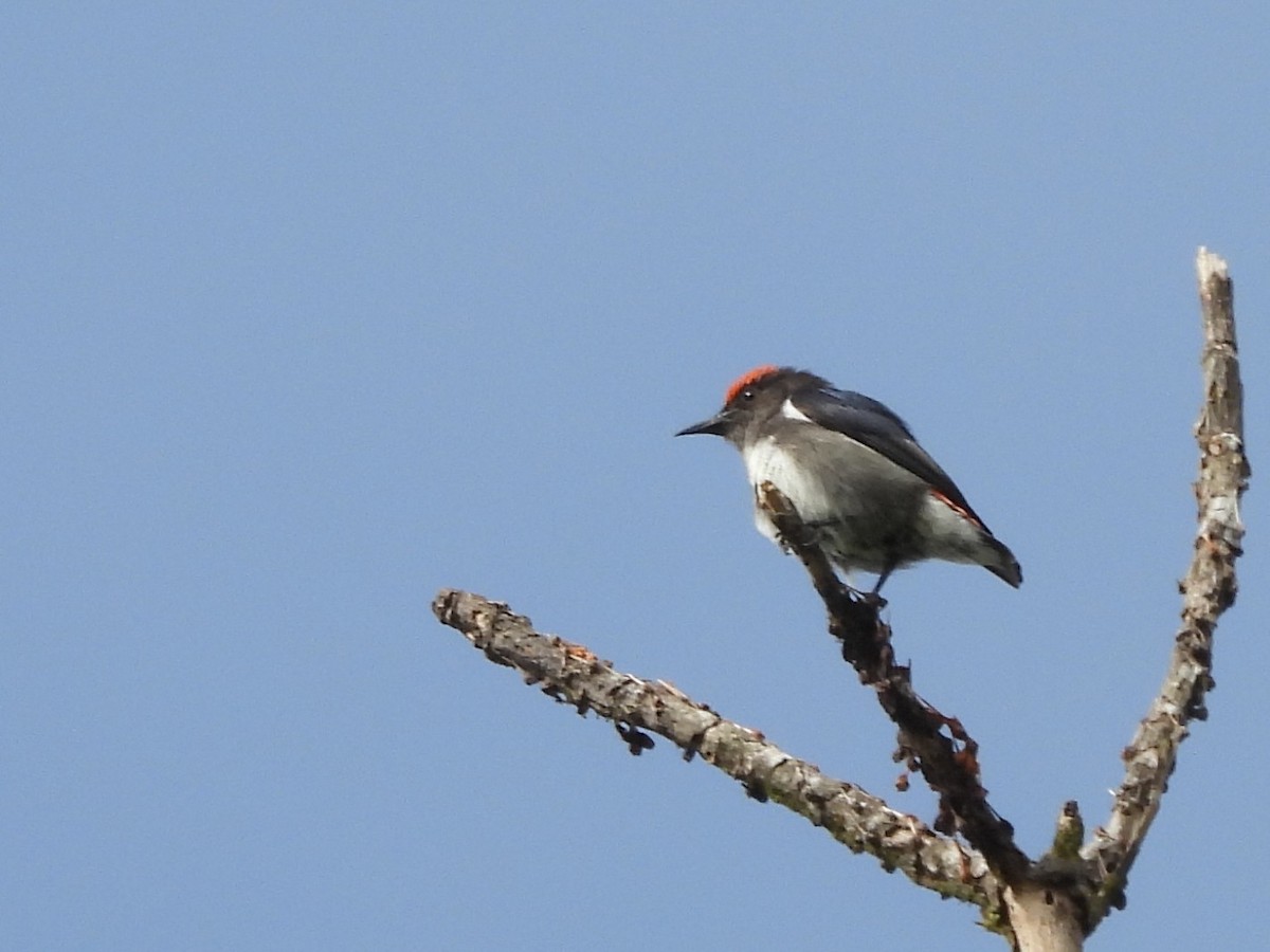 Crimson-crowned Flowerpecker - ML642695175
