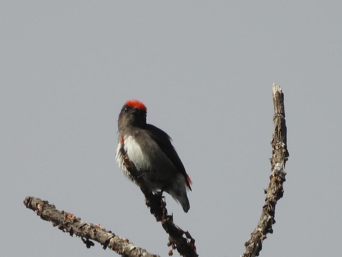 Crimson-crowned Flowerpecker - ML642695176