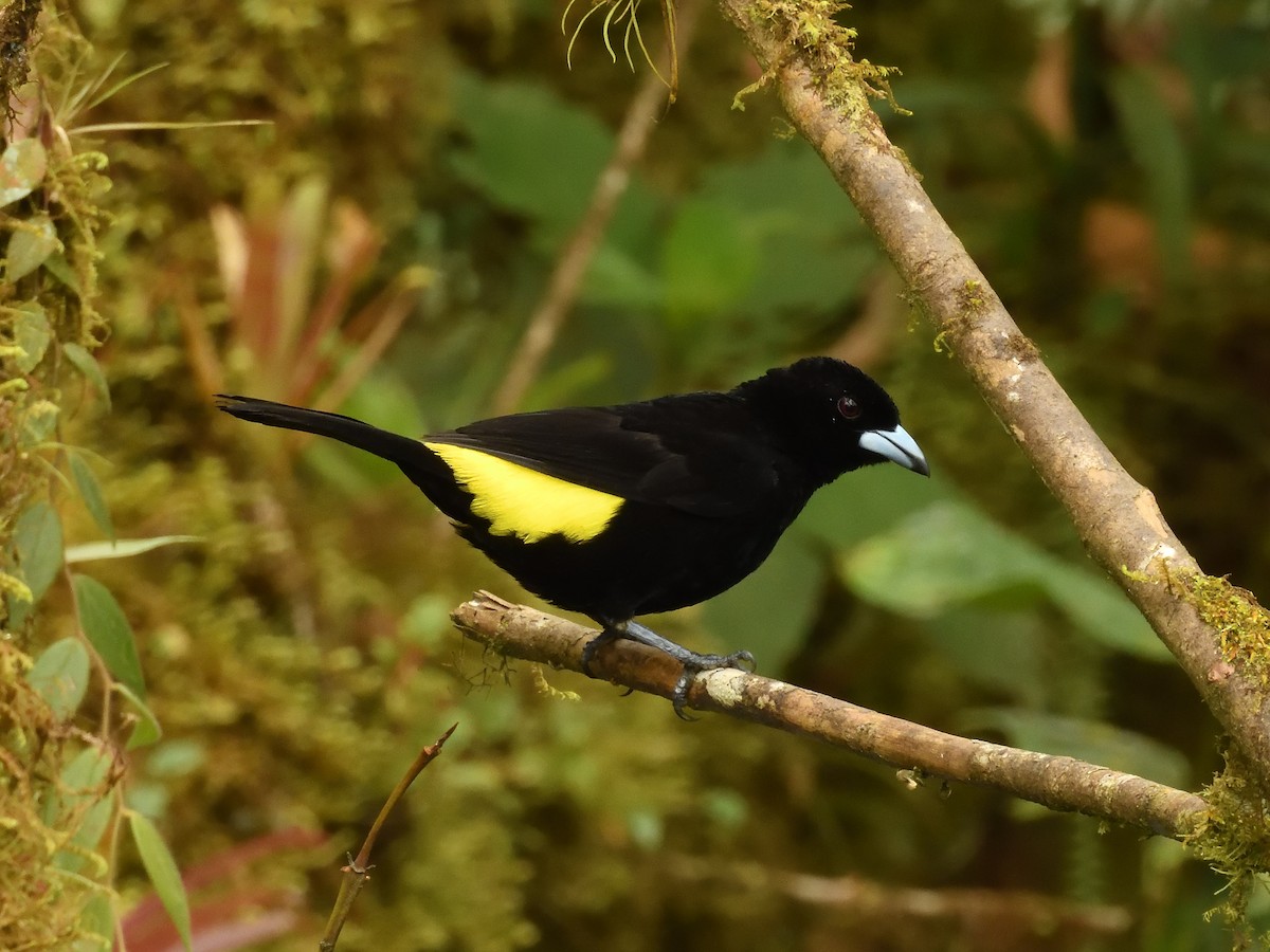 Flame-rumped Tanager (Lemon-rumped) - ML642695179