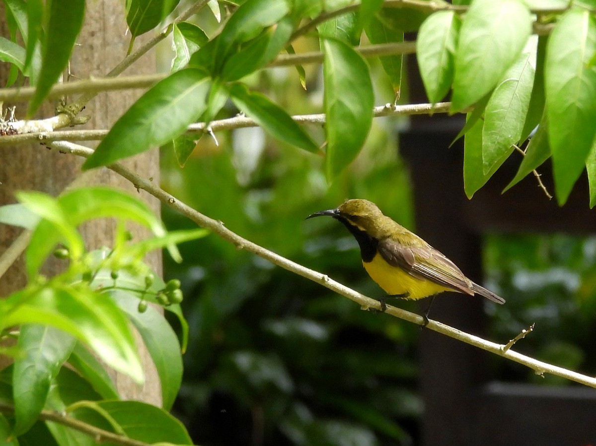 Sahul Sunbird - ML642695180