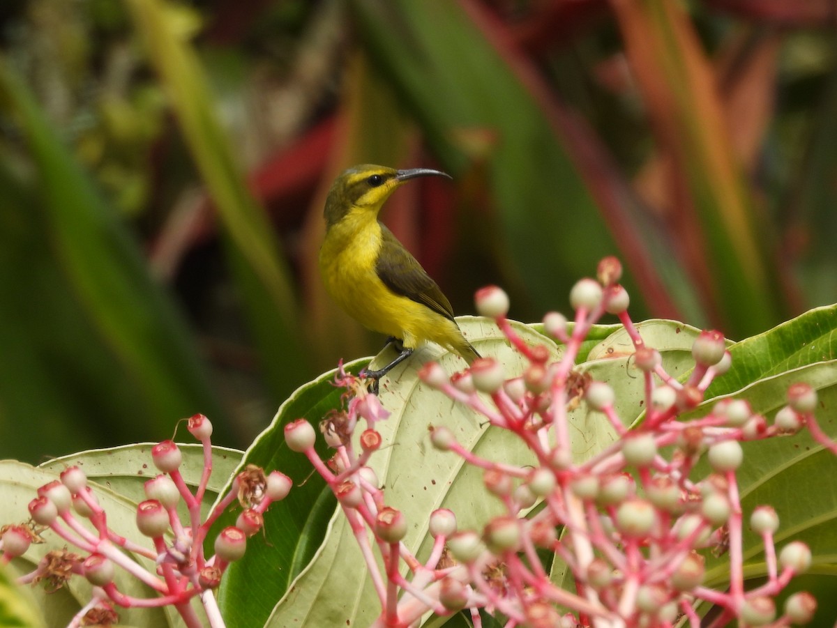 Sahul Sunbird - ML642695182