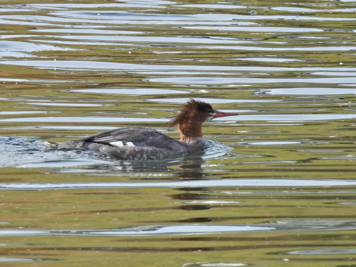 Common Merganser - ML642695186