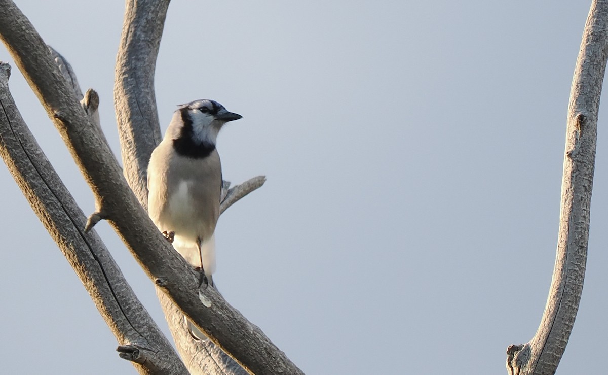 Blue Jay - ML642695190