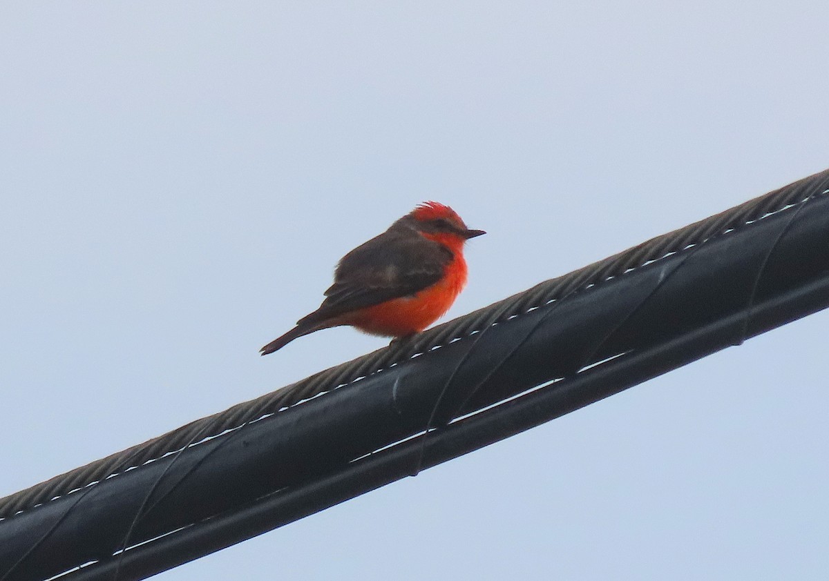 Vermilion Flycatcher - ML642695192