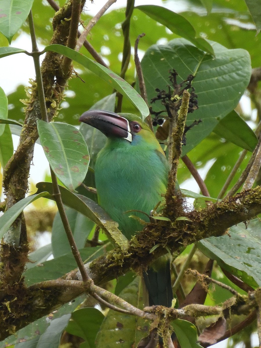 Crimson-rumped Toucanet - ML642695193