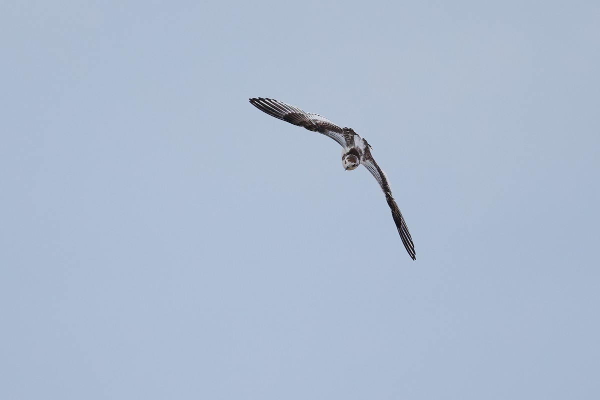 Little Gull - ML642695222