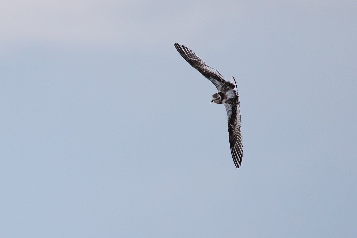 Little Gull - ML642695223