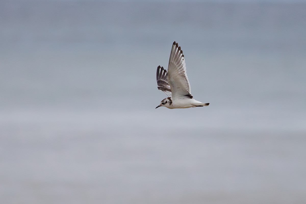 Little Gull - ML642695225