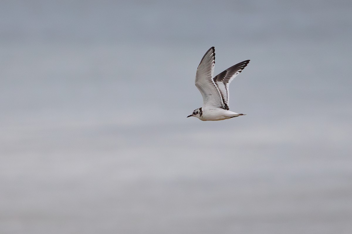 Little Gull - ML642695226