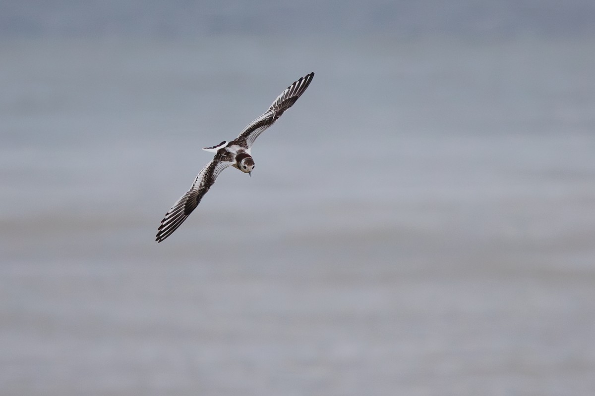 Little Gull - ML642695227