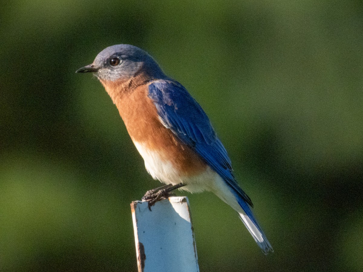 Eastern Bluebird - ML642695232