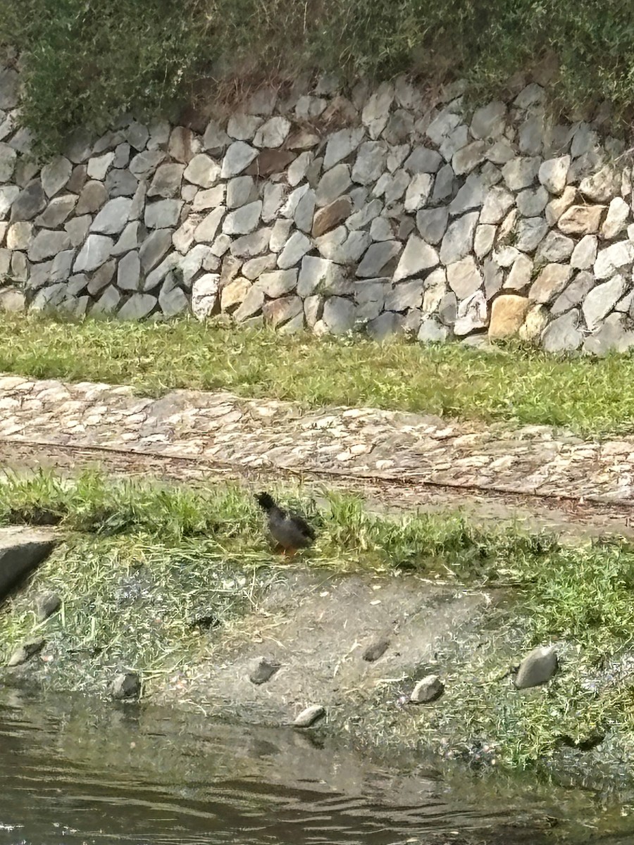 綠頭鴨 - ML642695233