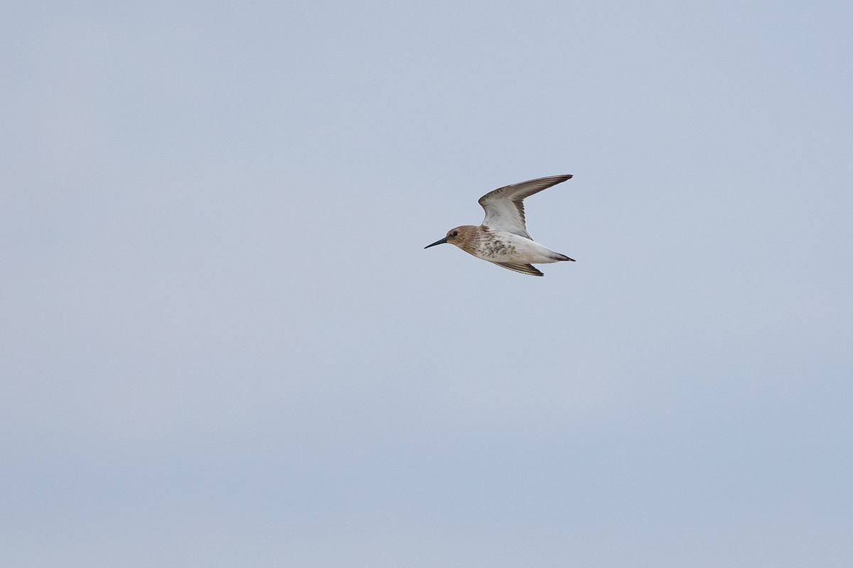 Dunlin - ML642695235