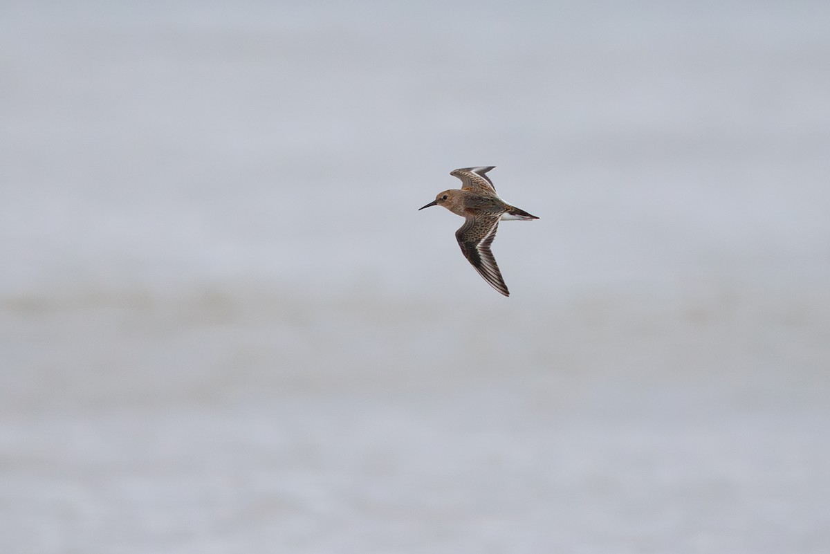 Dunlin - ML642695236