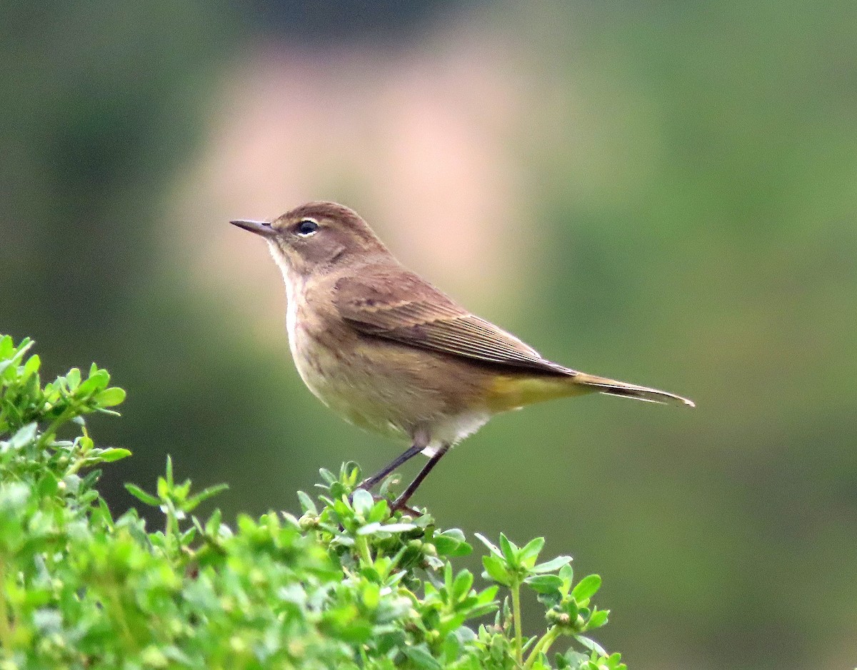 Palm Warbler (Western) - ML642695237