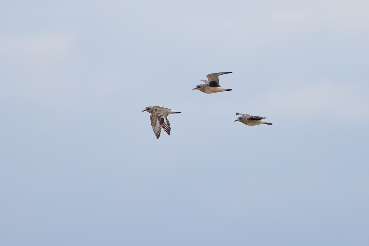 Black-bellied Plover - ML642695238