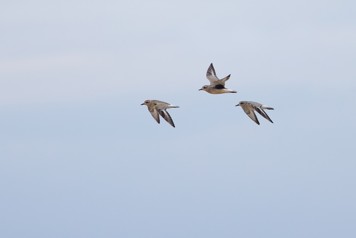 Black-bellied Plover - ML642695239