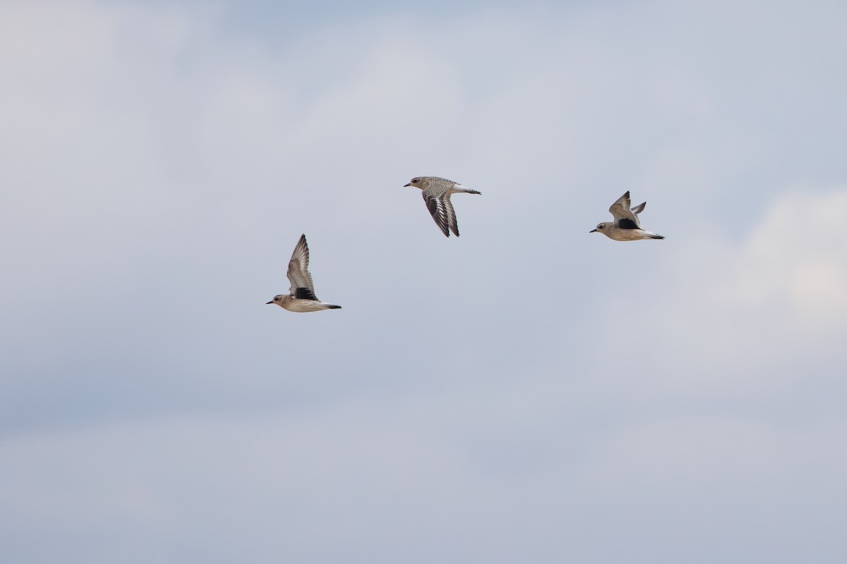 Black-bellied Plover - ML642695240