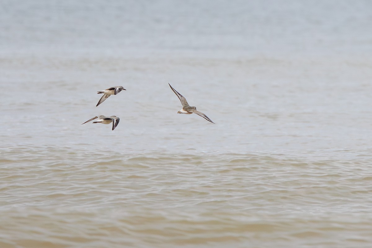Black-bellied Plover - ML642695241