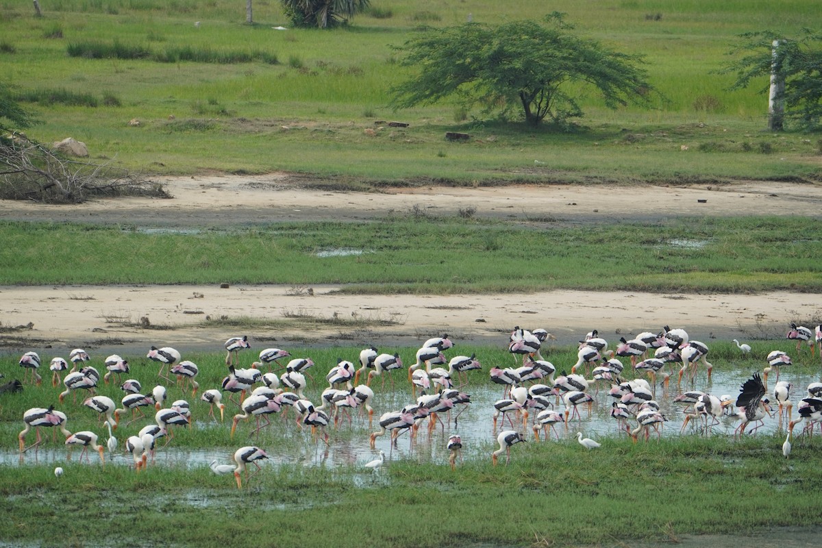 Painted Stork - ML642695243
