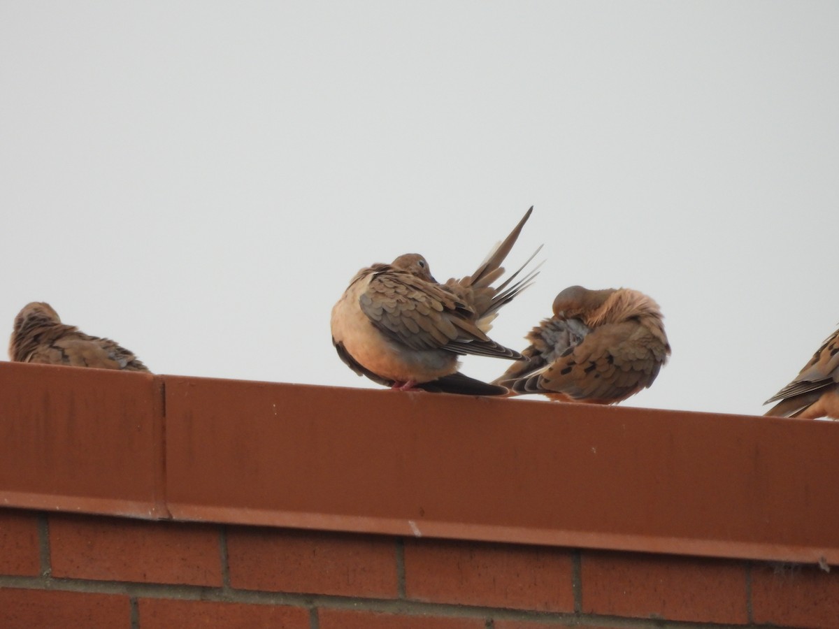 Mourning Dove - ML642695245