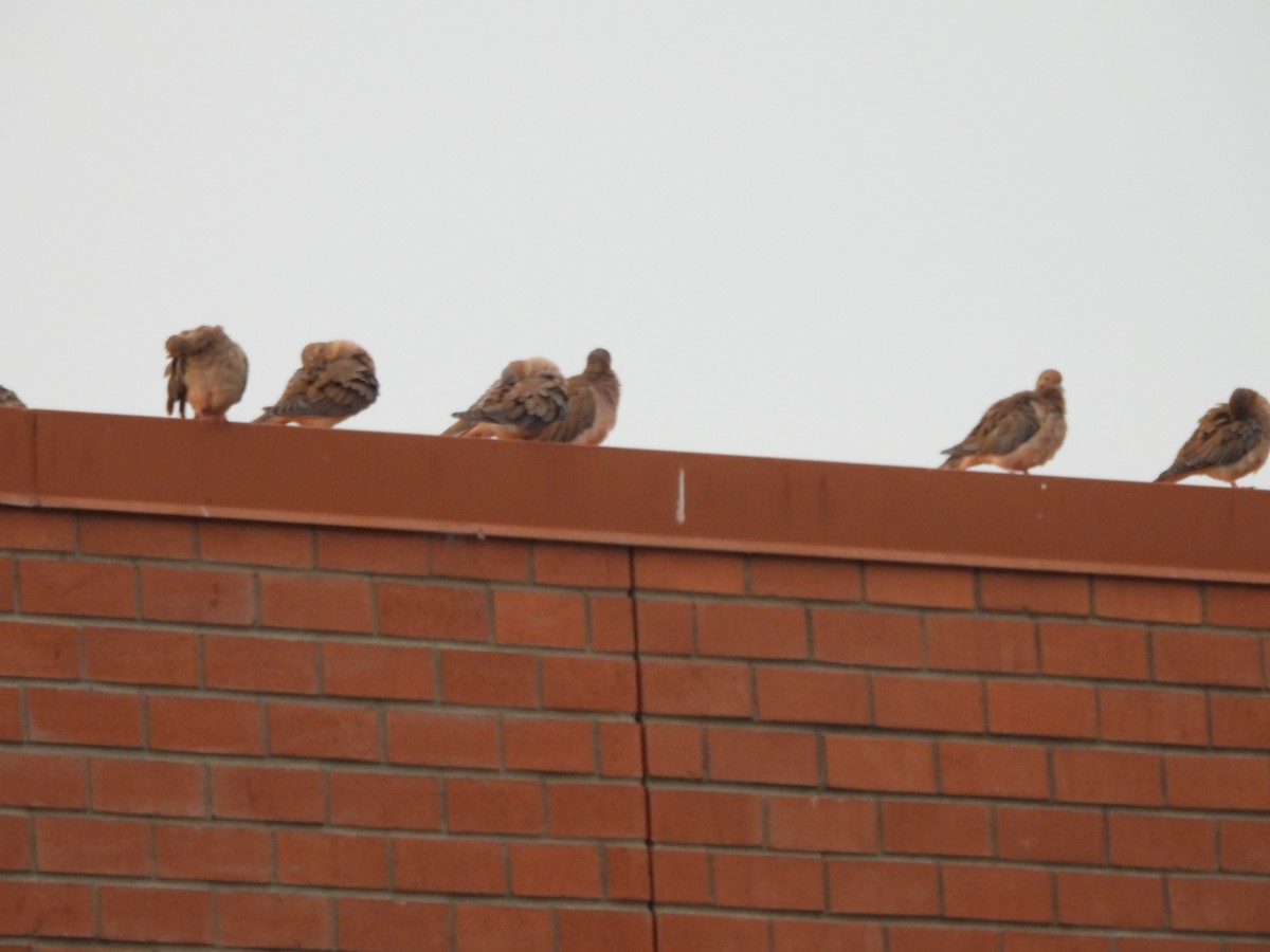 Mourning Dove - ML642695246
