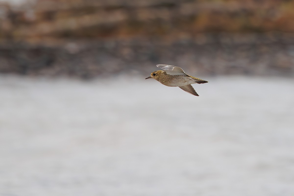 European Golden-Plover - ML642695249