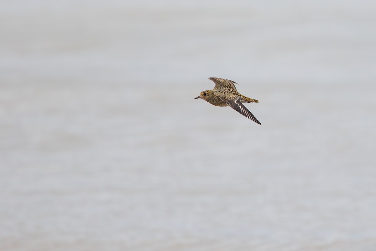 European Golden-Plover - ML642695250