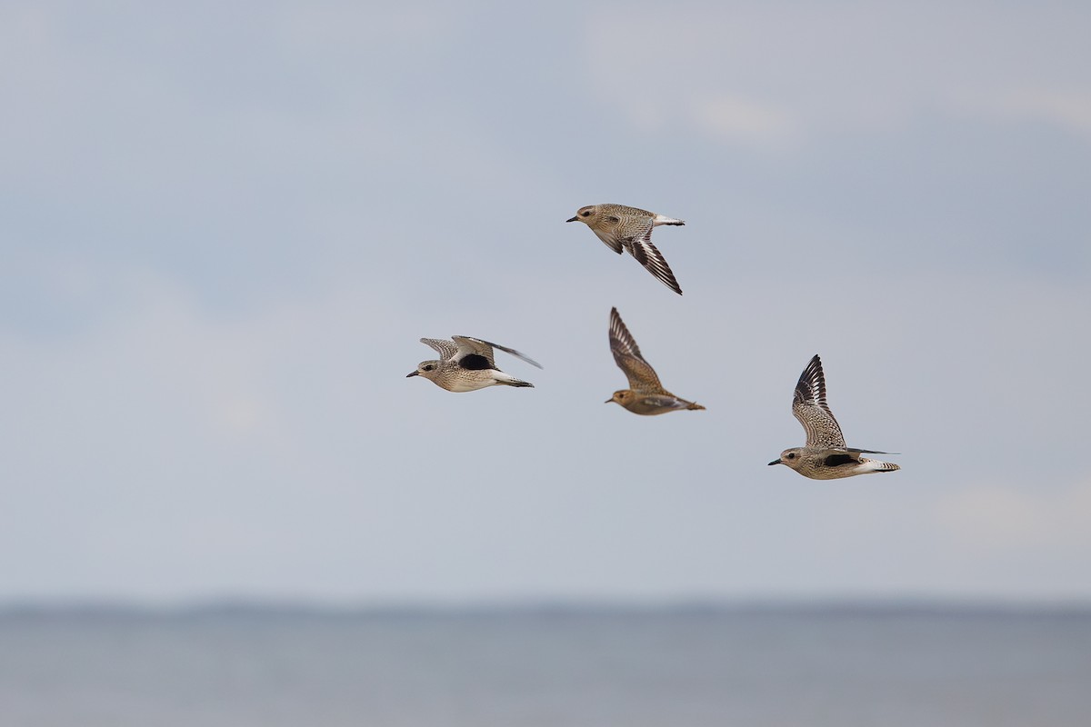 European Golden-Plover - ML642695251