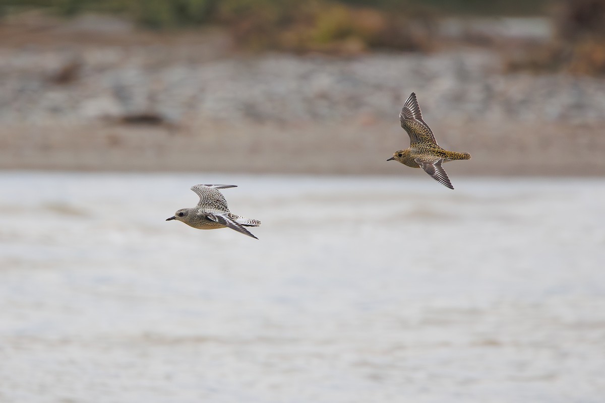 European Golden-Plover - ML642695253