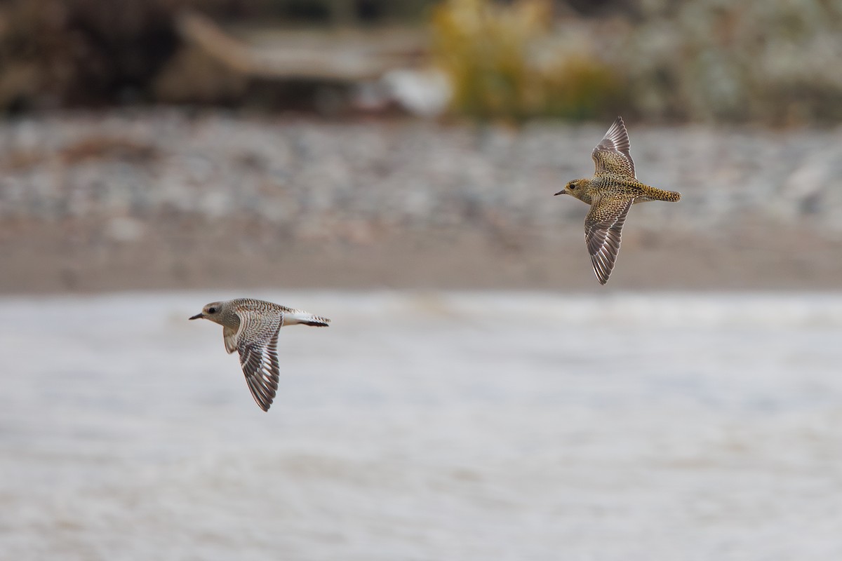 European Golden-Plover - ML642695254