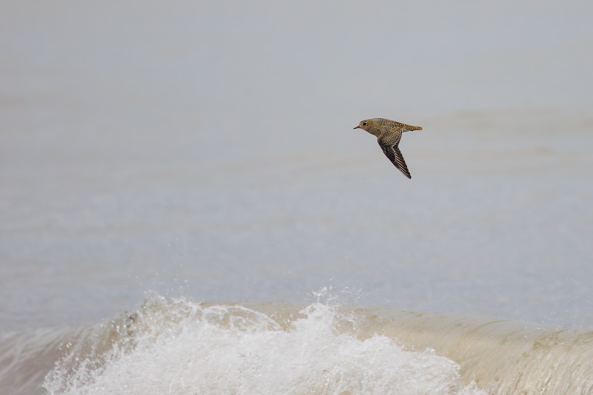 European Golden-Plover - ML642695255