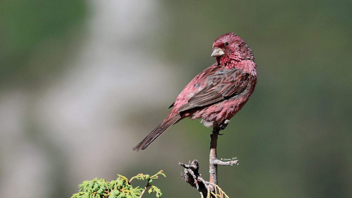 Red-mantled Rosefinch - ML642695256