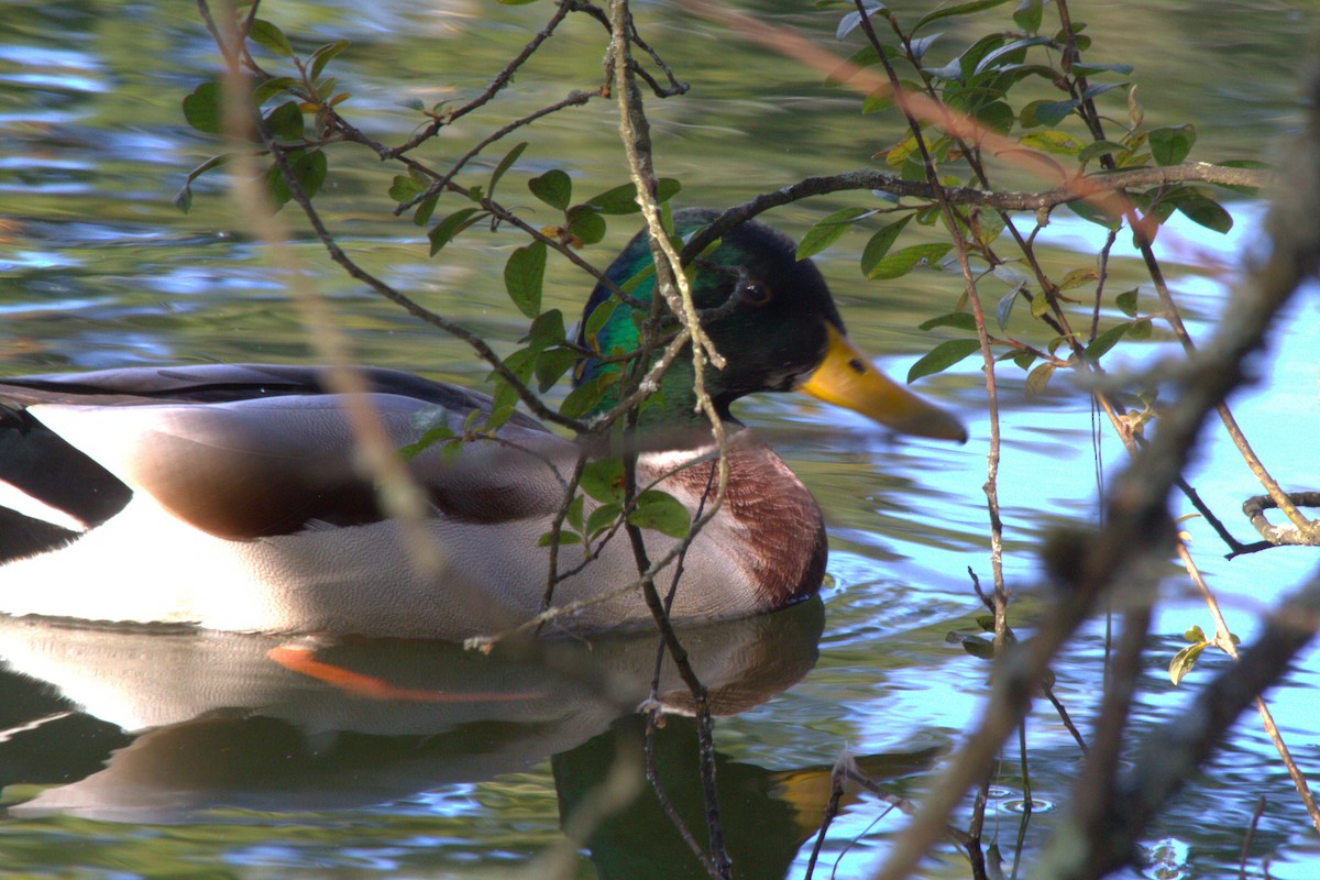 Mallard - ML642695257