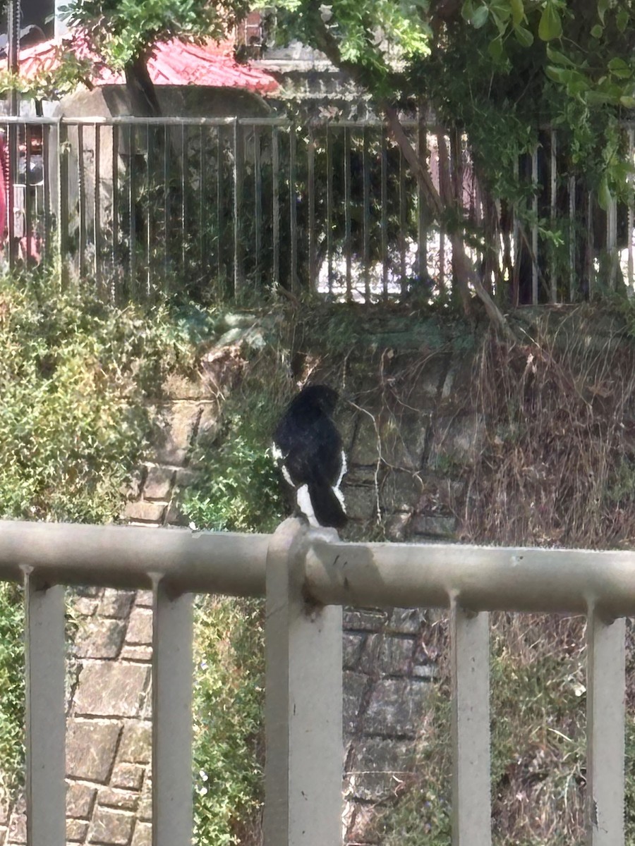 Oriental Magpie-Robin - ML642695258