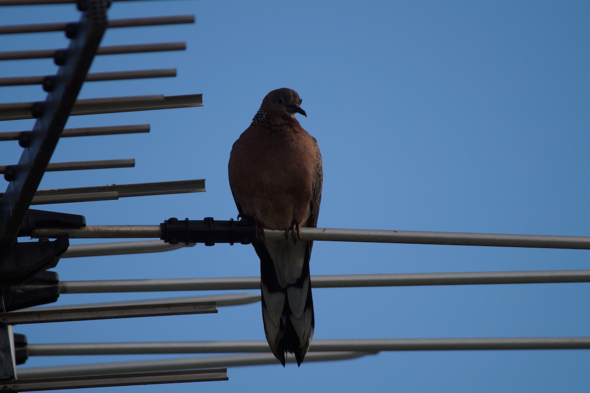 Spotted Dove - ML642695259