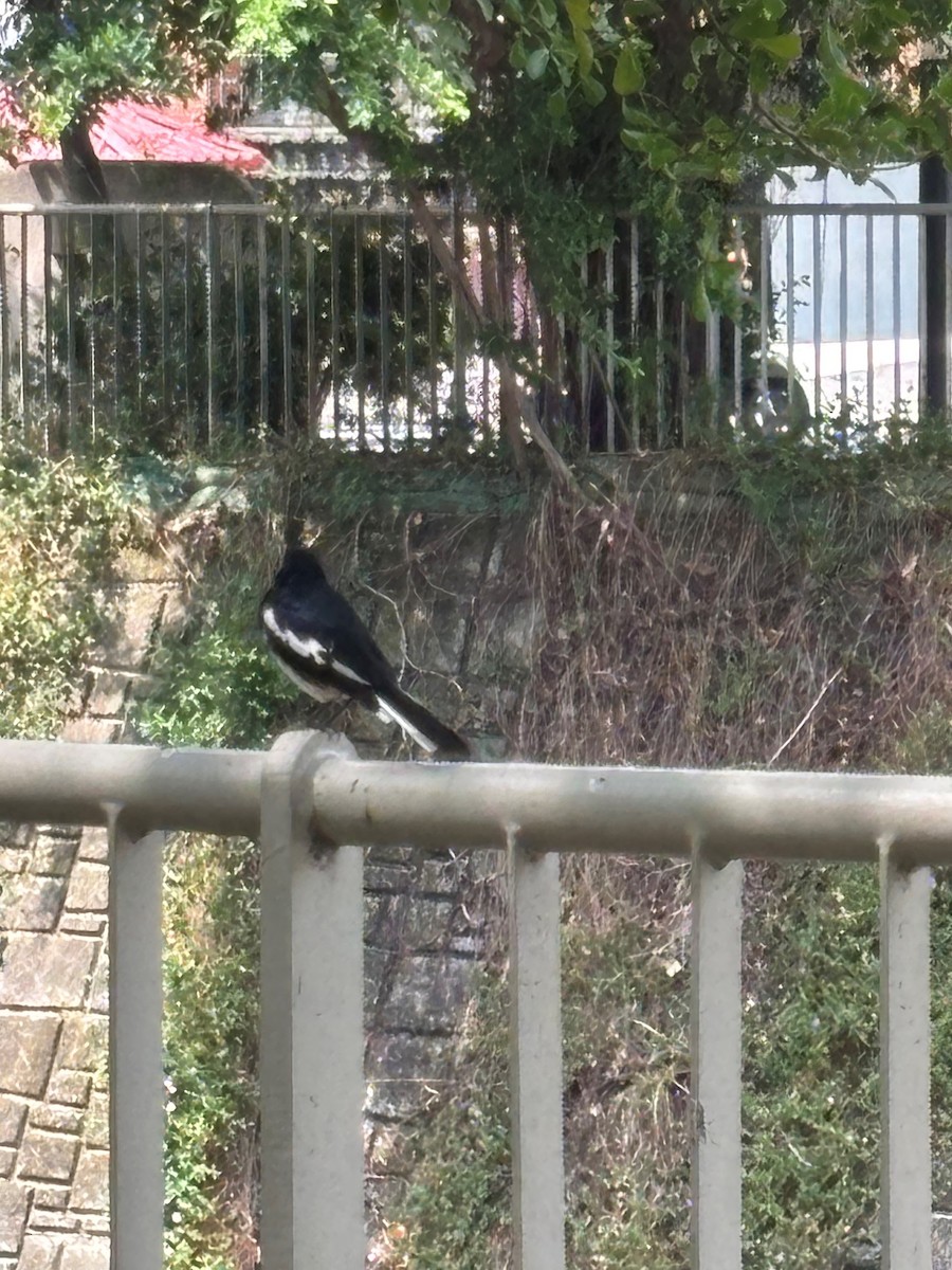 Oriental Magpie-Robin - ML642695264